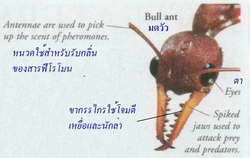 ant