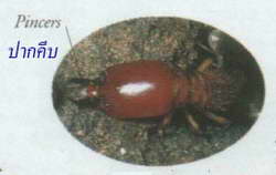 termite