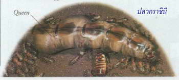 termite