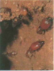 TERMITE